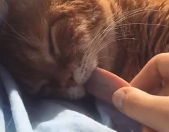 铲屎官趁猫咪睡着,把它的舌头拉出来,表情好可爱!