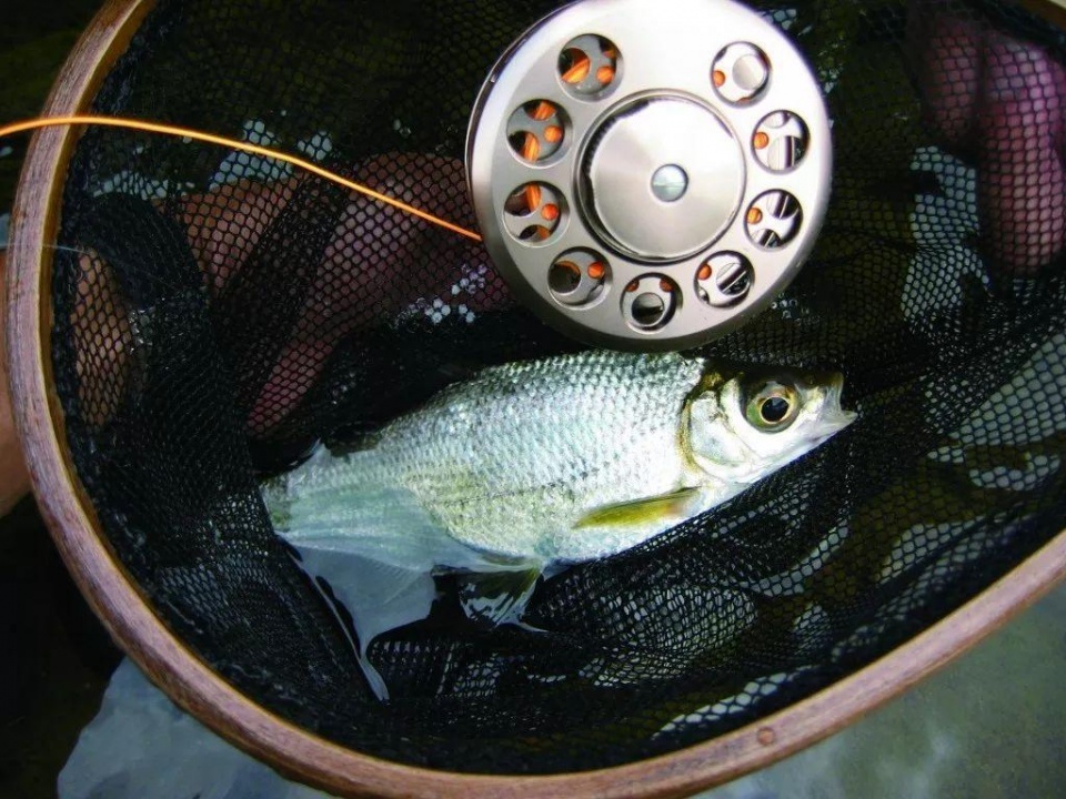 "大目孔"是什么鱼?你们知道吗