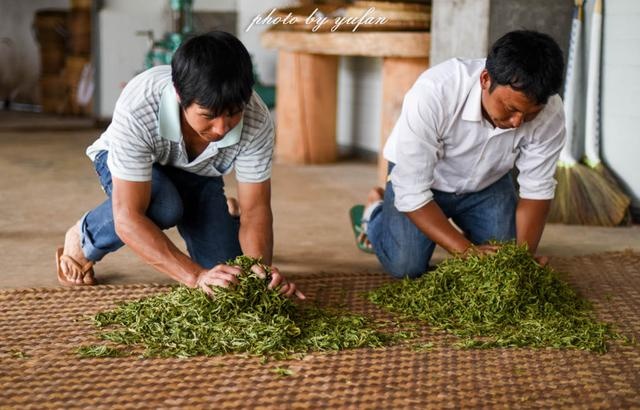 冷却之后进行揉捻,现在也有很多自动化的揉捻机器,但冰岛人还是保持着
