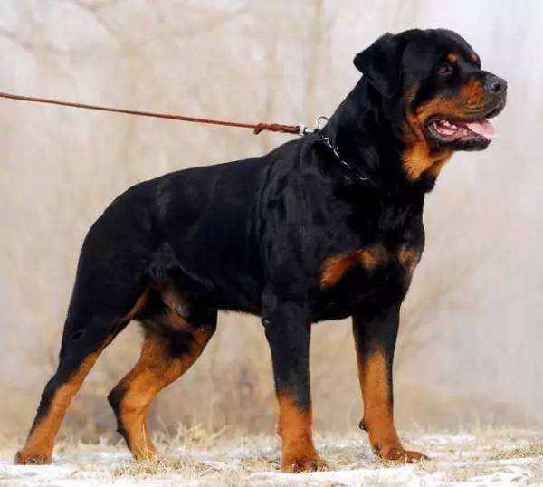 一生只认一个主人,它既是最忠诚的狗,也是最疯