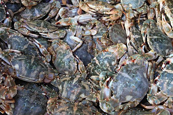 一个吃螃蟹的人 你见到最后这32种鬼畜蟹还敢吃吗 财经头条