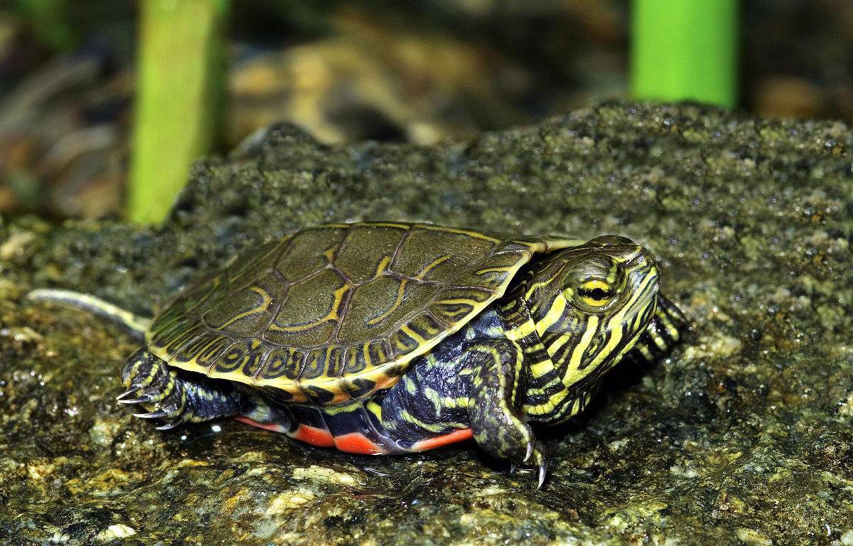 这几种乌龟即颜值高,又适合农家小院大规模养殖