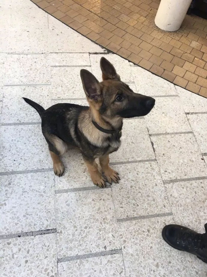 第一天上班的小警犬,它努力装凶的样子真是超级萌!