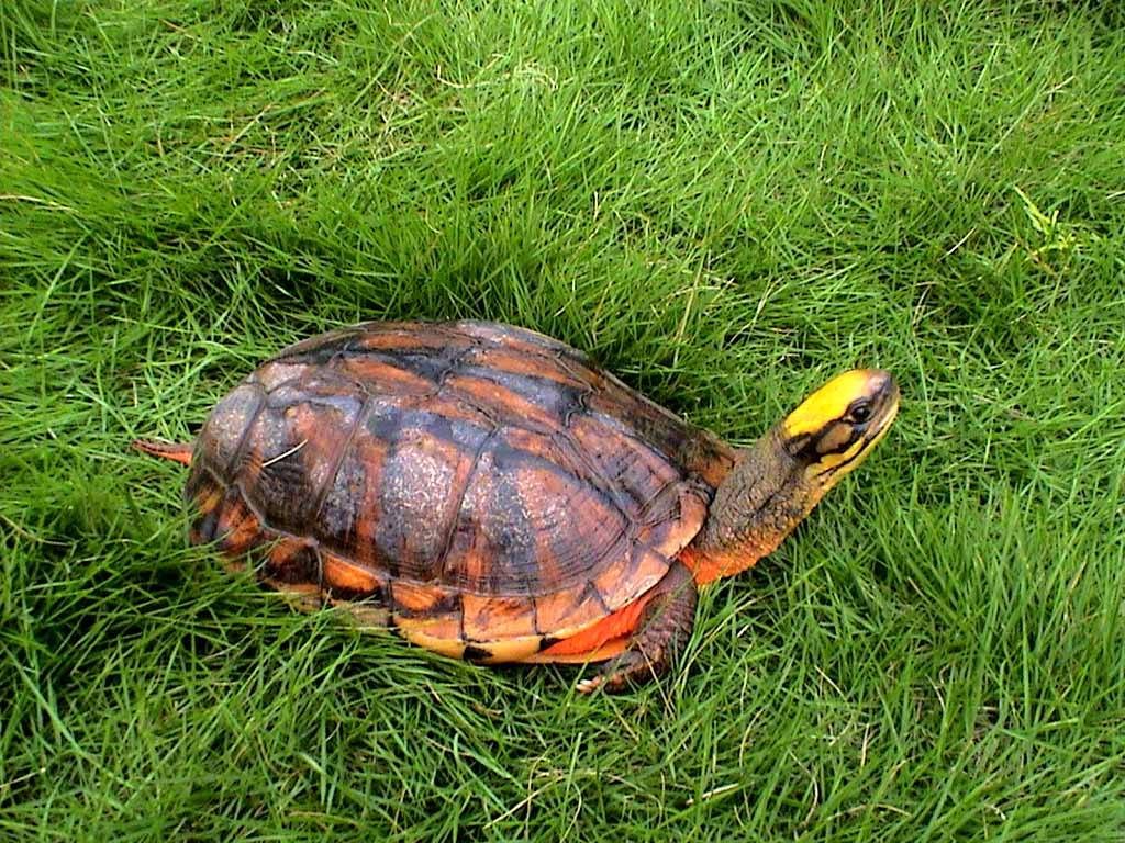 这几种乌龟即颜值高又适合农家小院大规模养殖