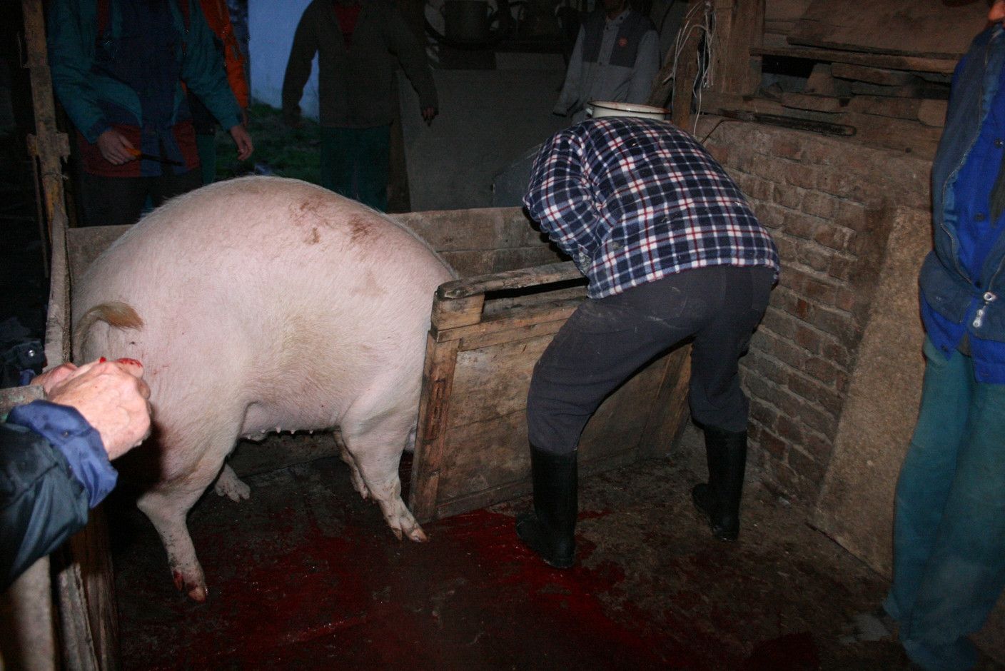 乌克兰杀猪图片图片