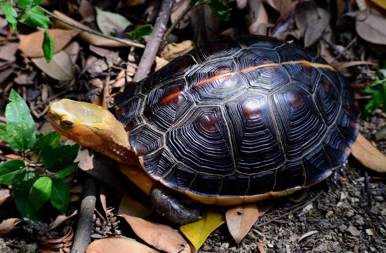 这几种乌龟即颜值高又适合农家小院大规模养殖
