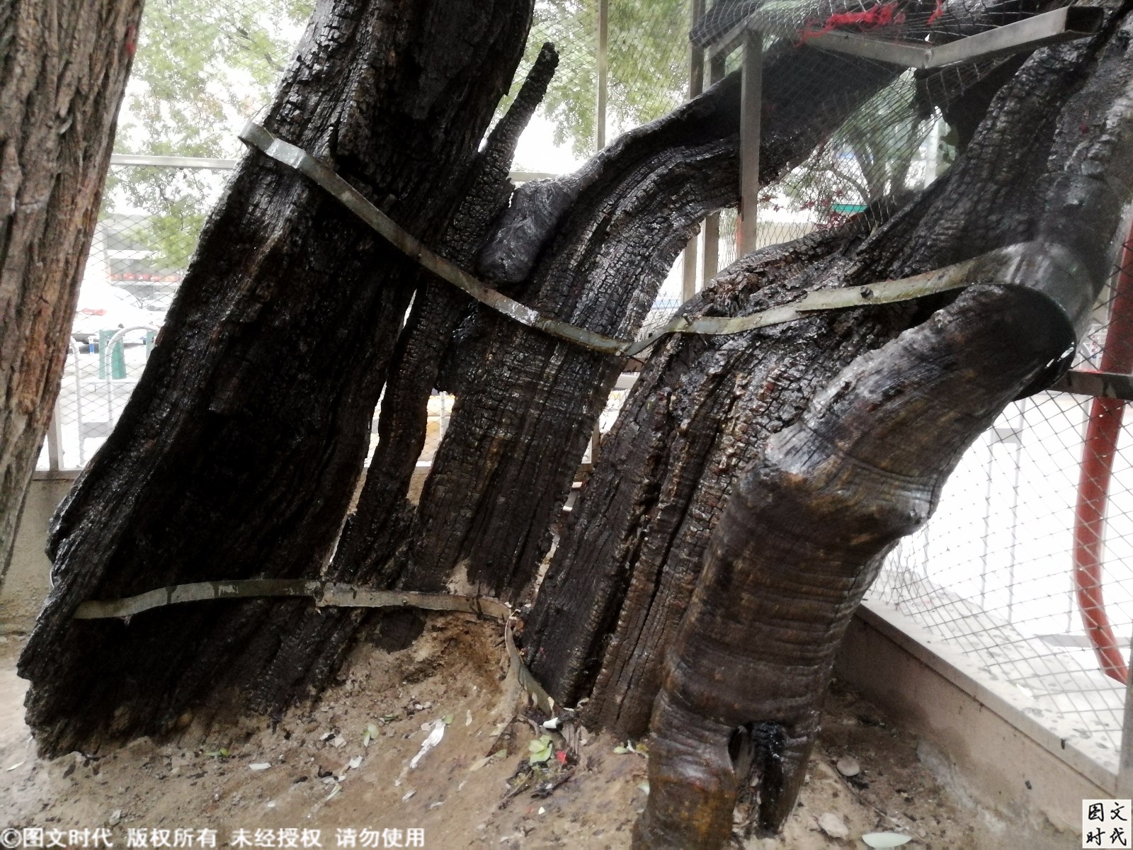 图为古槐的老树皮,苍老干枯的树皮经历了多少年的风风雨雨!