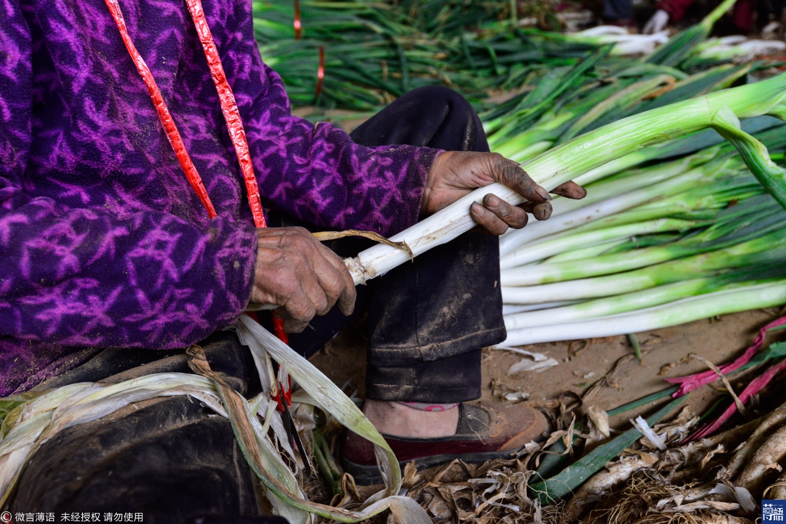 难度,只要把干的表皮清理干净就行,就是比较脏,大葱的根部都带着泥土