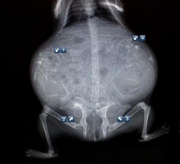 你一定没见,过宠物怀孕的x光照片,一大堆小宝宝!