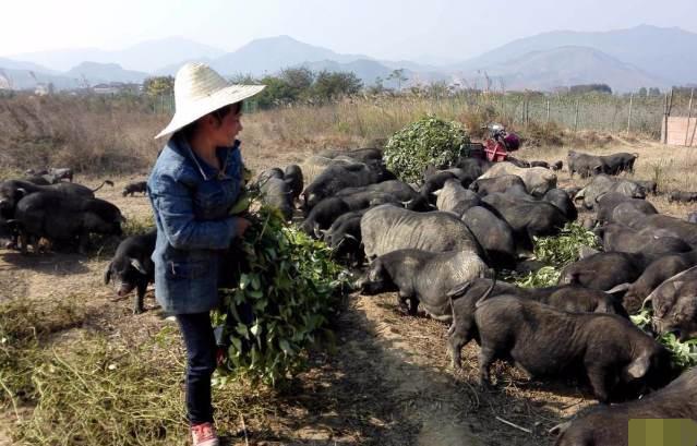 农村养殖户跟着国家政策走,该养啥还养啥,规范养殖致富快
