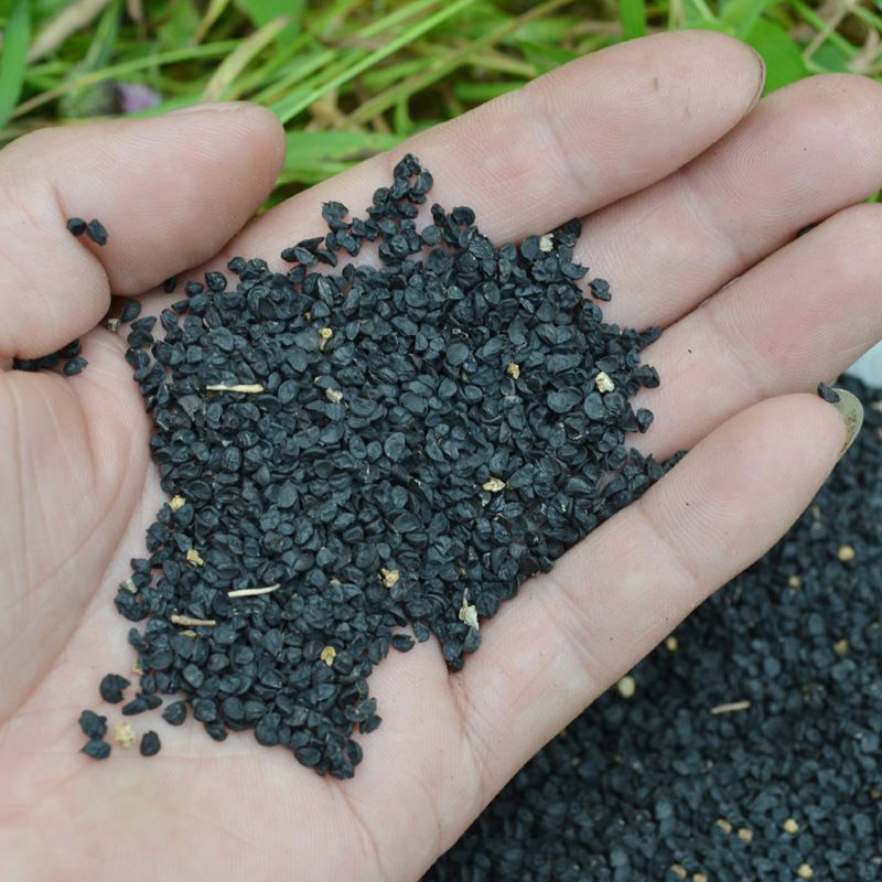 10块钱一斤这么贵,咋还有这么多人买,我以前都是直接扔了|韭菜|韭菜籽