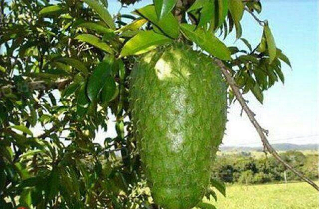 吃这种水果能帮助缓解这类问题和菠萝蜜一样也可以当做蔬菜吃