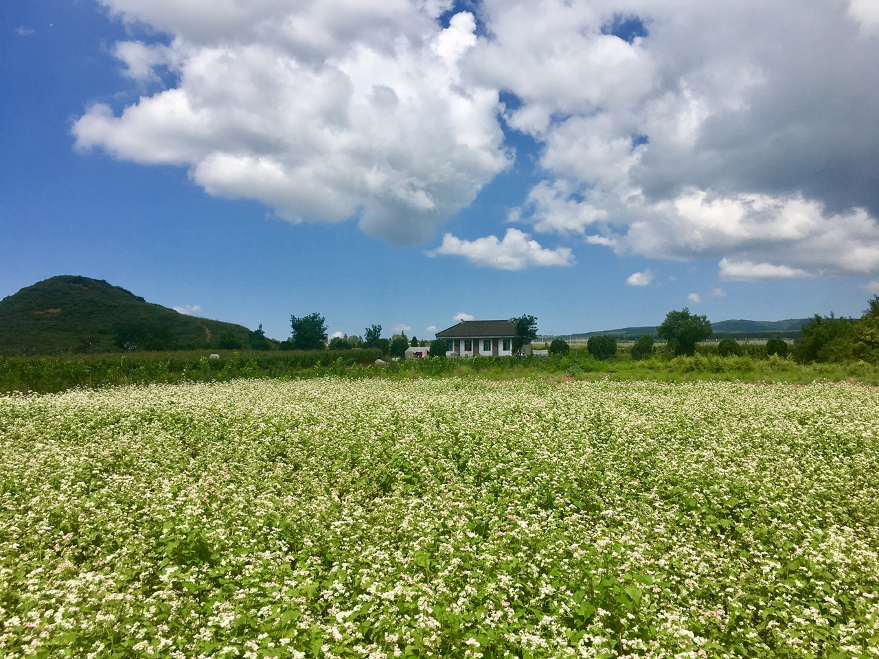 兰荞花荞麦养生面荞麦香飘古城 西安品鉴赢好评|养生|荞面|荞麦面_新浪新闻
