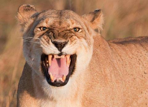 食草动物就一定比食肉动物弱小吗,这是一个流传已久的偏见