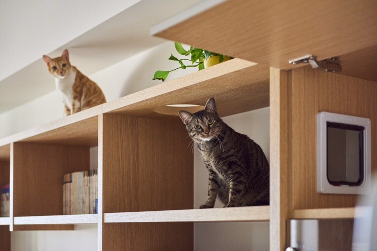 木色生香复古可爱的爱猫之家