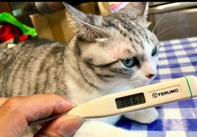 今天早上给猫主子量了一下体温突然觉得人生都豁然开朗了