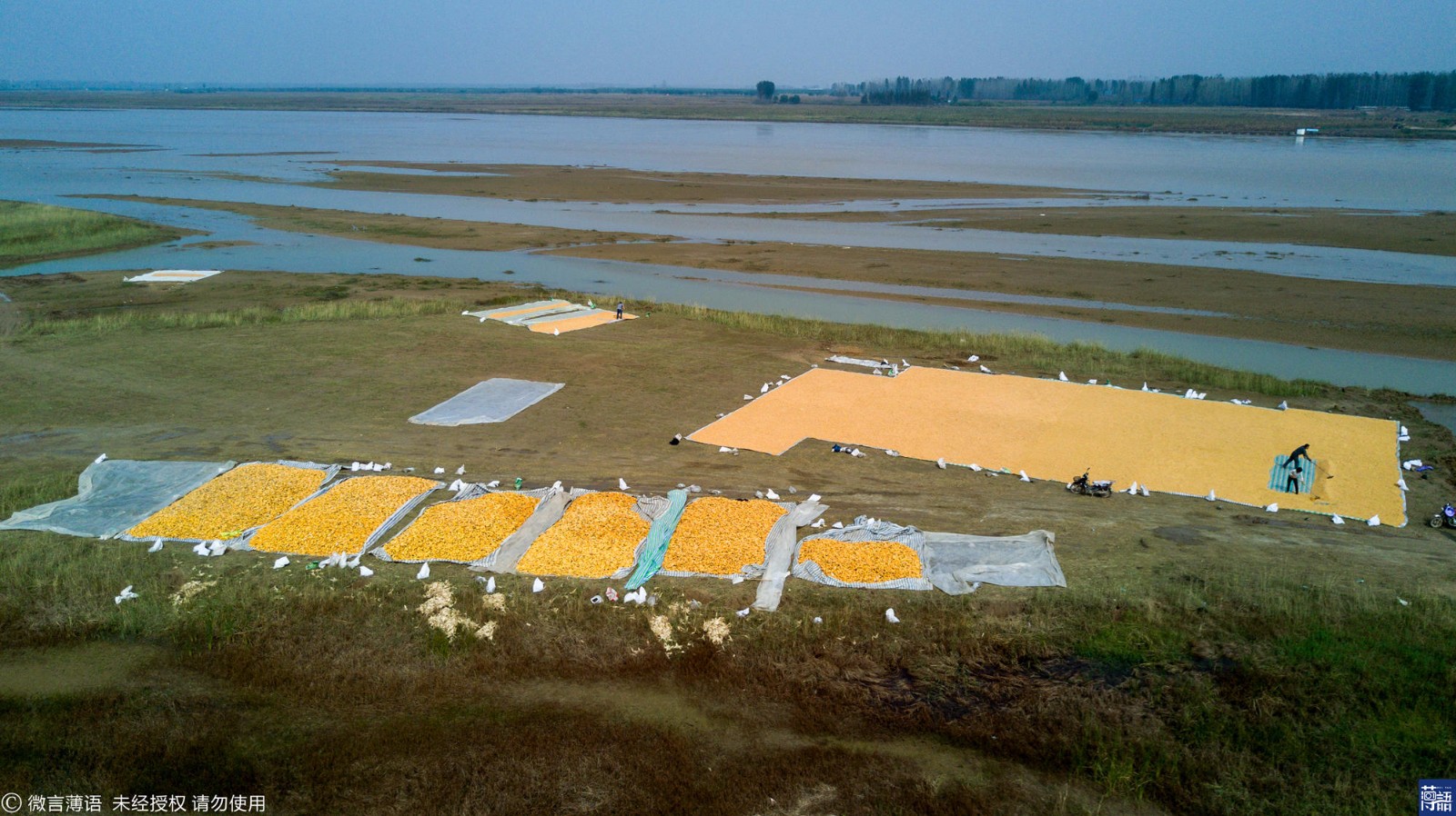鸟瞰黄河滩区晒秋 仿若大地上的调色盘