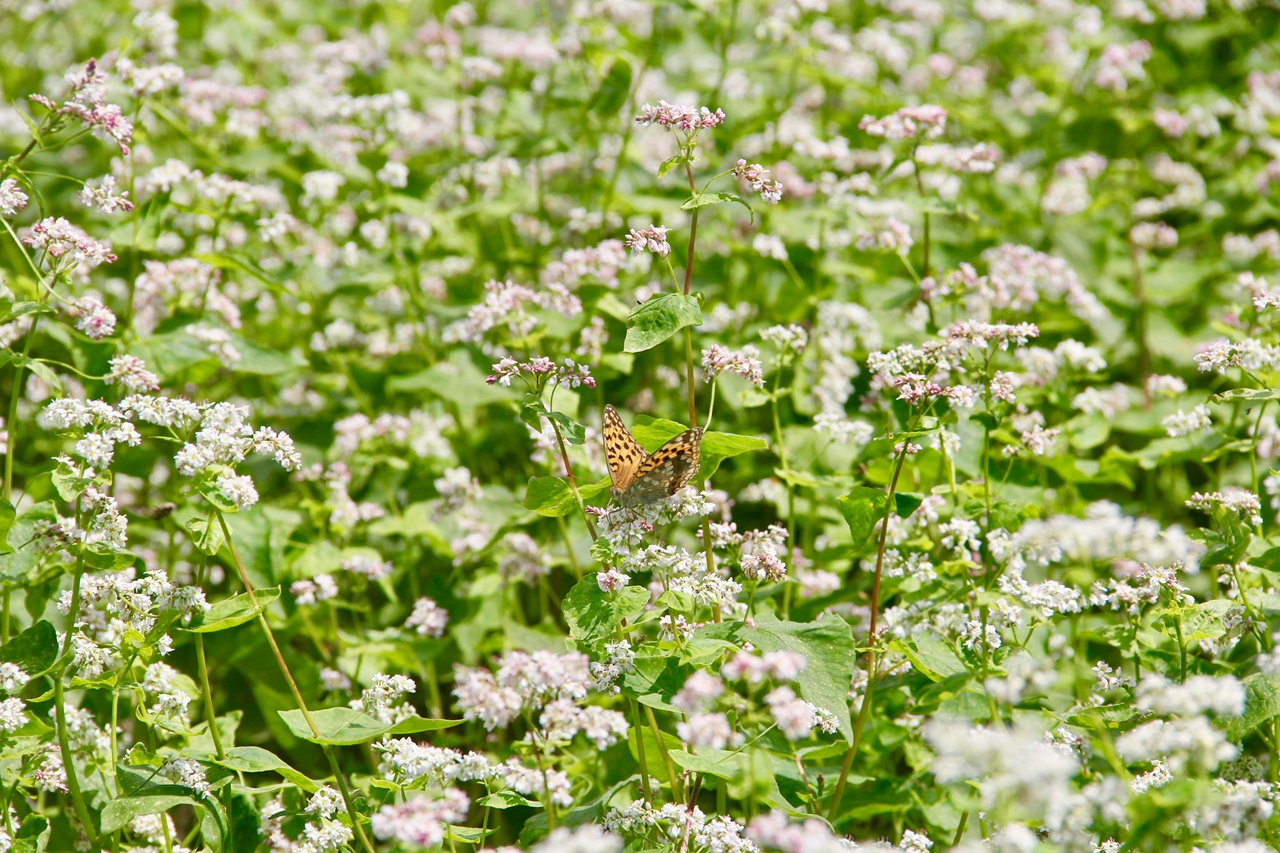 兰荞花荞麦养生面荞麦香飘古城西安品鉴赢好评