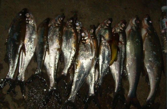 一次疯狂的夜钓白鱼因为鱼背弯曲又称翘腰或驼腰