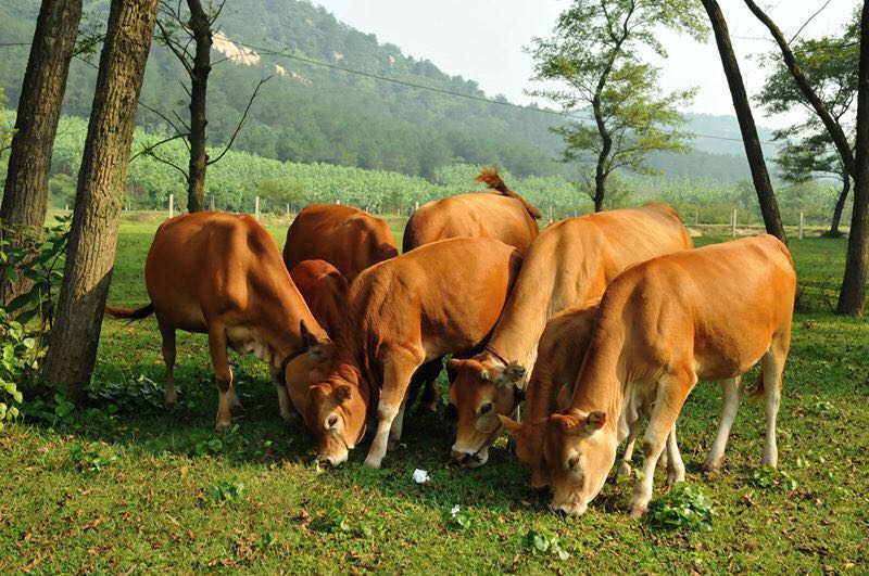 90后帅气小伙回乡养牛,三年后身价过百万