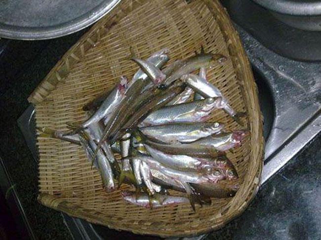 北方叫黄姑鱼从上钩到入护都不停的扭动手感特别刺激