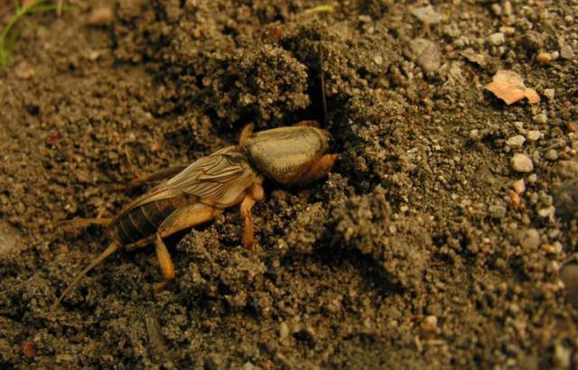 这个虫子在农村到处都是没人要,男子偷偷收了卖,一斤185!