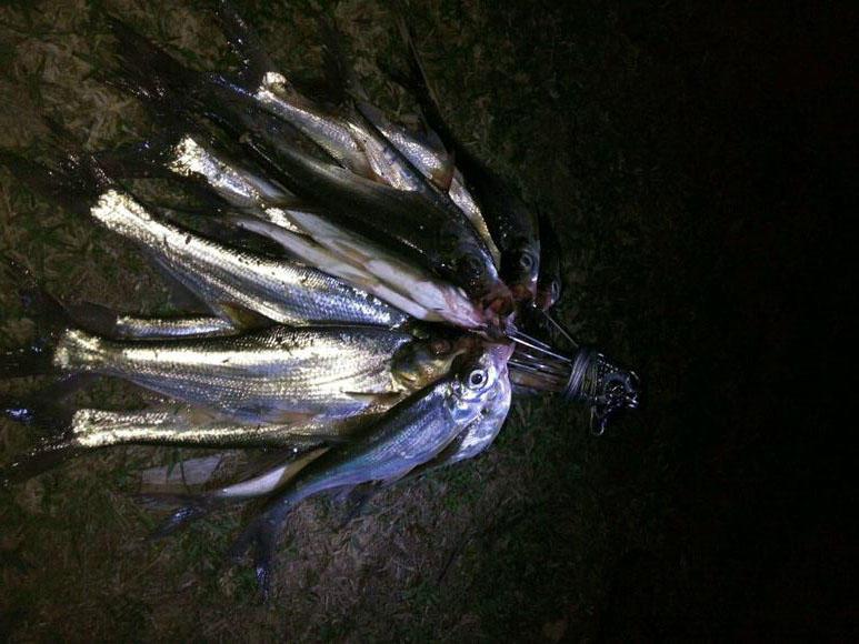 一次疯狂的夜钓白鱼因为鱼背弯曲又称翘腰或驼腰