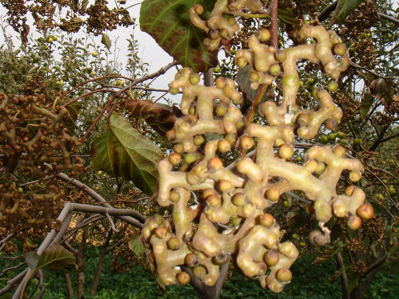 女孩街边卖这种枣子路人纷纷驻足观看原来连听都没有听过