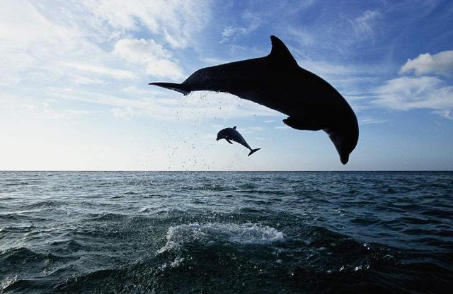 比亚迪海豚新款落地价是多少 比亚迪海豚销量为什么这么火