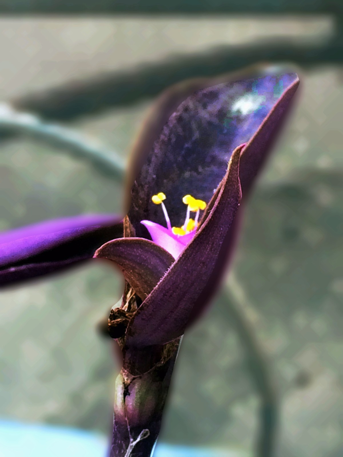 紫鸭跖草细胞结构图图片