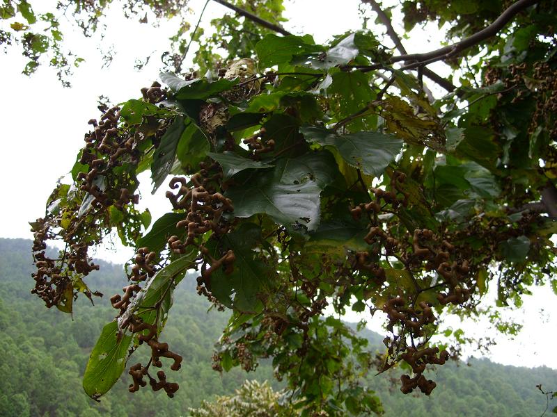 女孩街边卖这种枣子路人纷纷驻足观看原来连听都没有听过