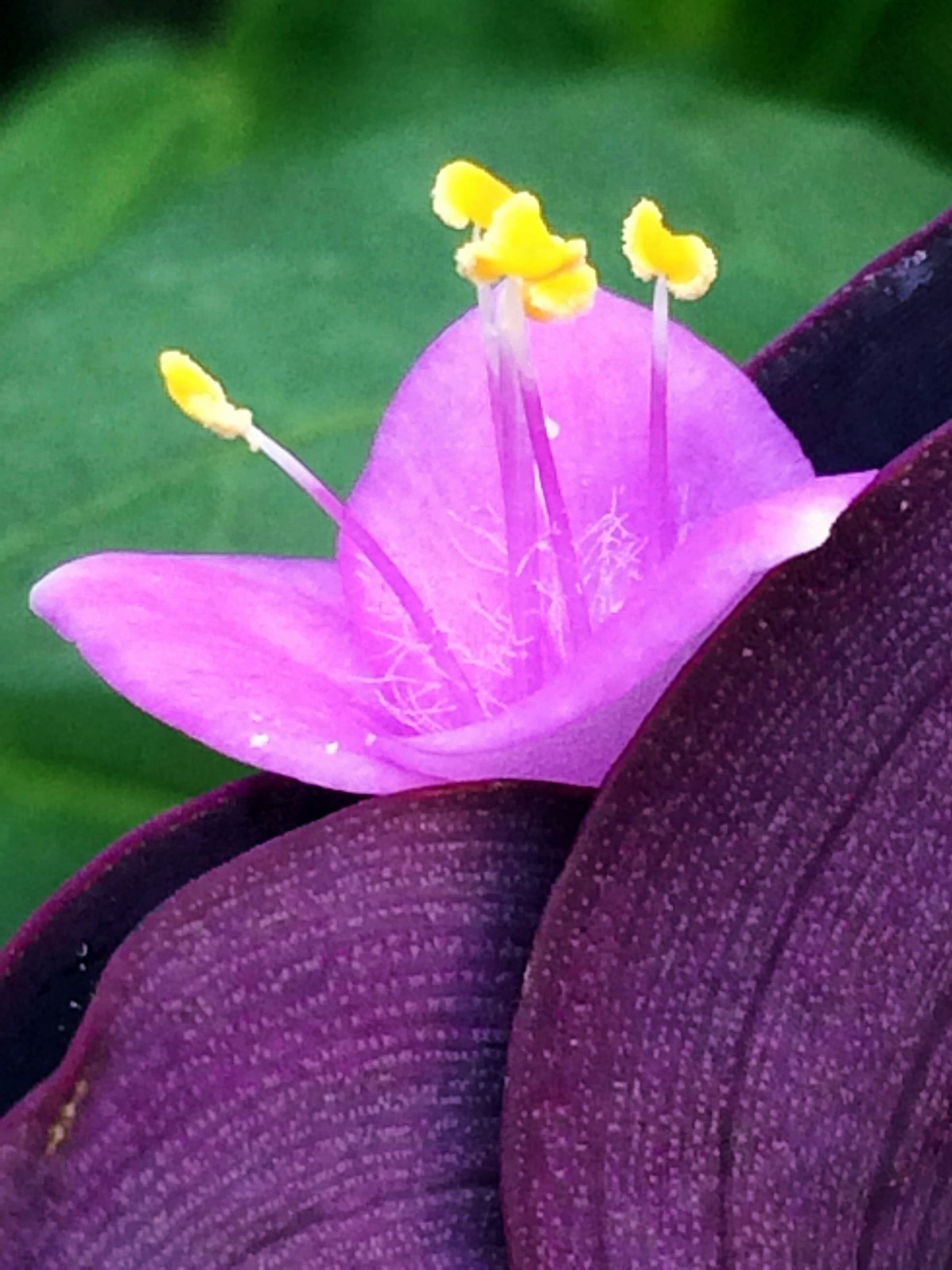 平台上的紫鸭跖草