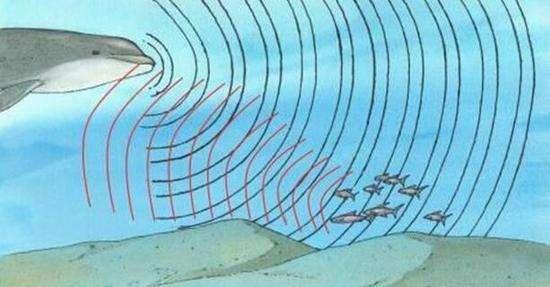 海豚是记忆力最强的动物!它们能够记住20年前遇到过的"口音"