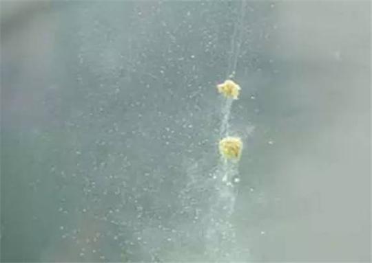 黑坑有别于竞技钓，黑坑的饵料雾化效果要适当控制。