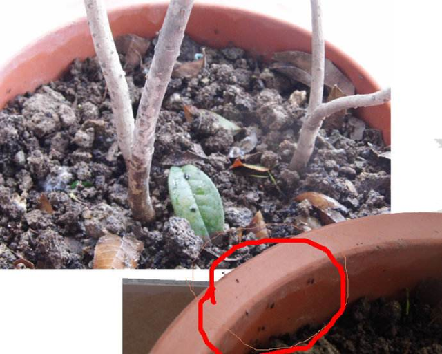 家里养的花总有小飞虫?快看灭花盆虫蚁六法