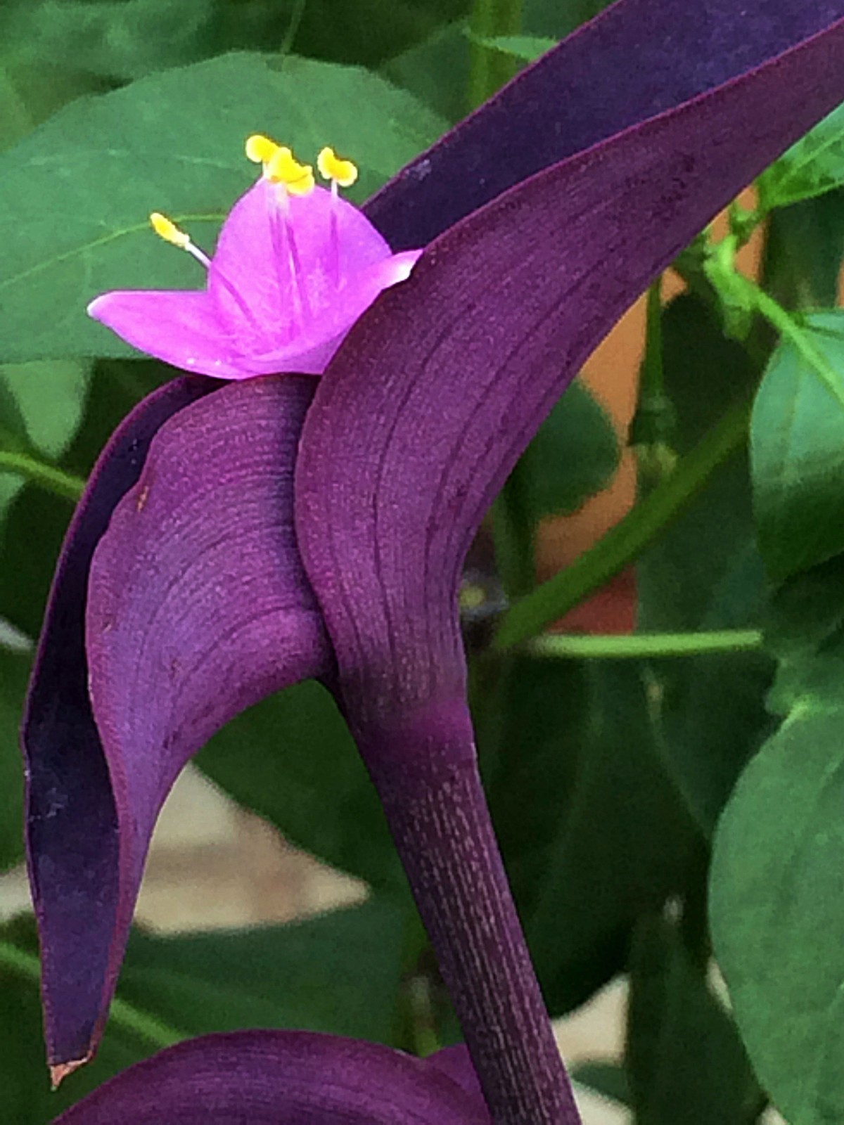 平台上的紫鸭跖草
