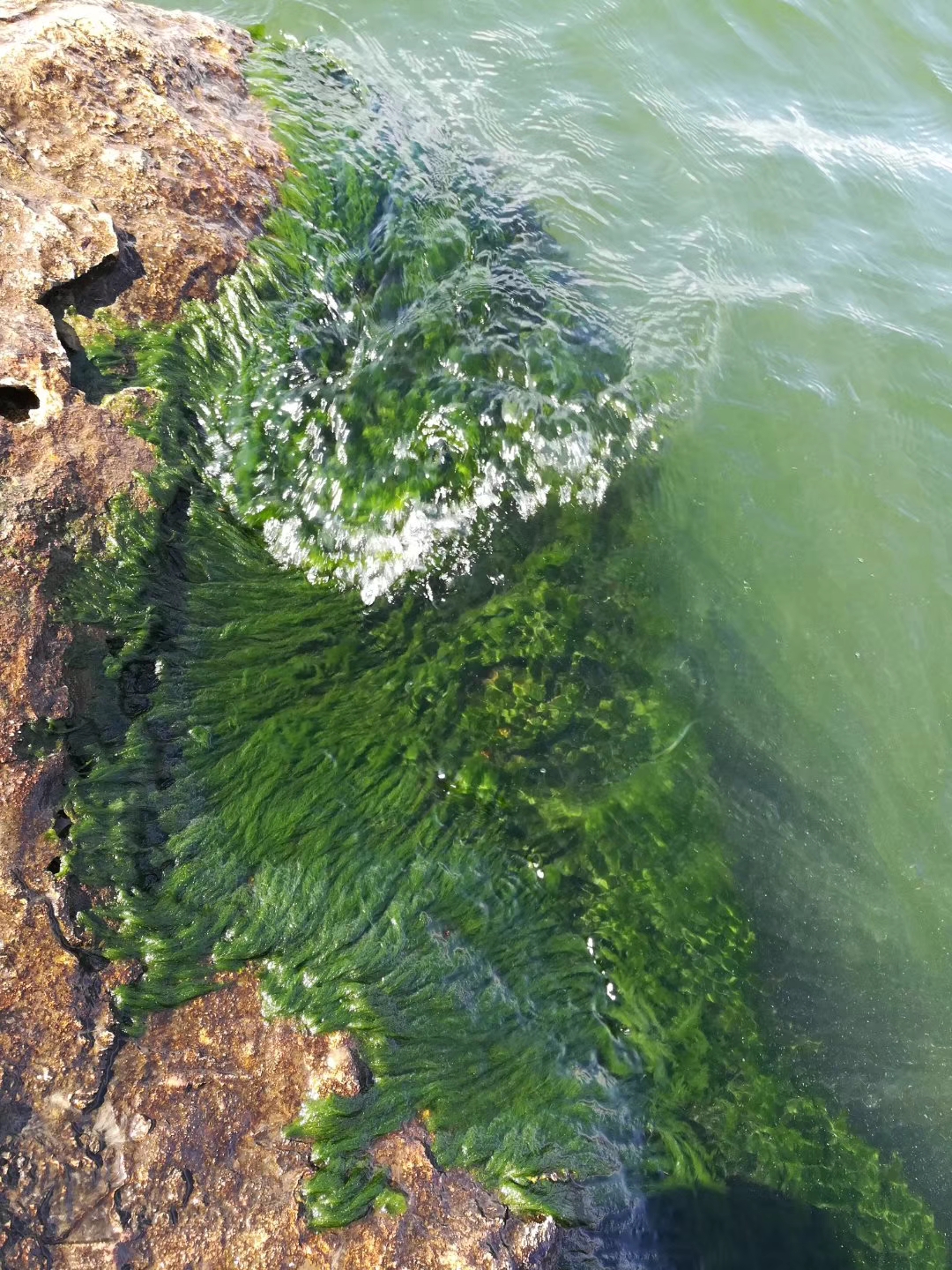 洱海美景,连浮萍和蓝藻都美得相得益彰!