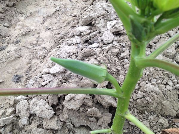 长得像青辣椒棱角却分明的秋葵,你也可以种出来