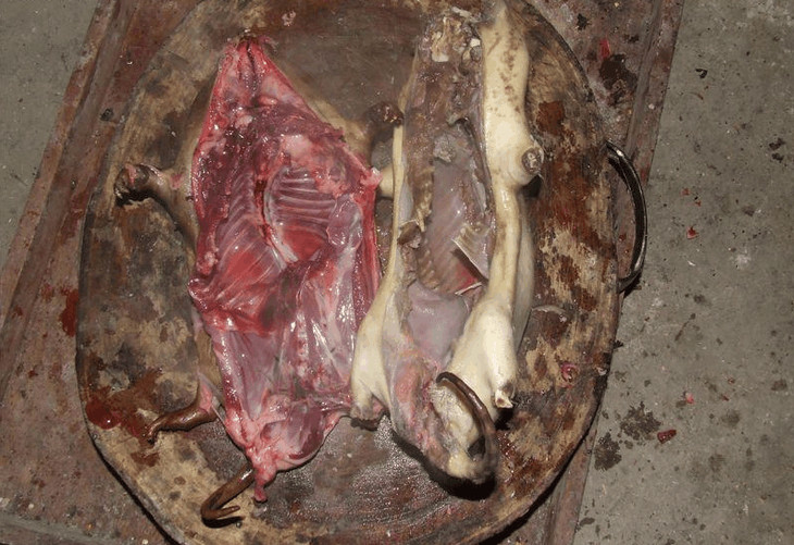 竹鼠在农村是一道野味,竹鼠在冬天活动比较多,好多人都想逮住竹鼠