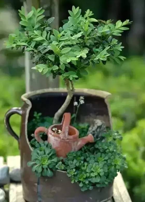 别人丢的破瓦罐拿回家改造养花十年不用买花盆