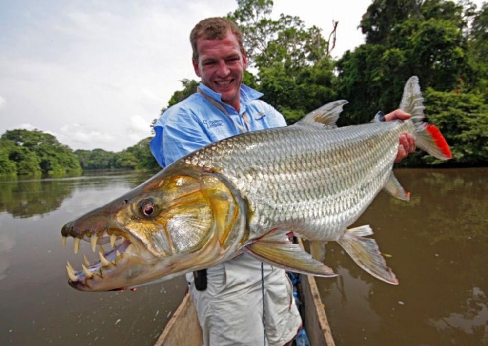 巨型淡水杀手在刚果泛滥成灾,网友们却表示只要能吃就能解决