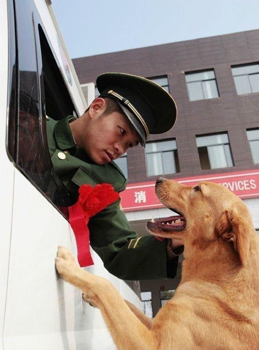 退役警犬的最终去哪儿了?它们的退休生活终于曝光了