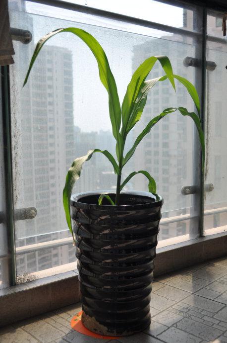 媳妇不听劝,非要在家盆栽玉米,长出来变这样我真是看傻了眼!