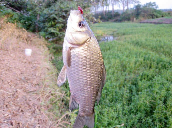 扒开草洞钓野鲫鱼大的能过斤甚是肥美