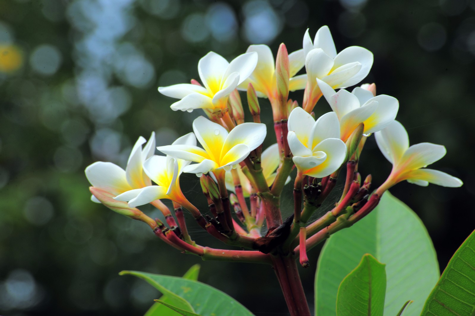四季最有代表性的花(四季最有代表性的花是哪些?