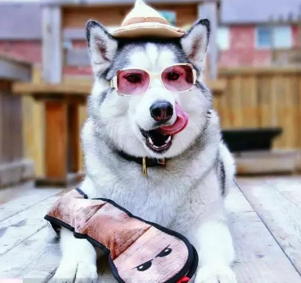 主人给哈士奇随意穿了件衣服,帅气的样子立即引来网友围观!