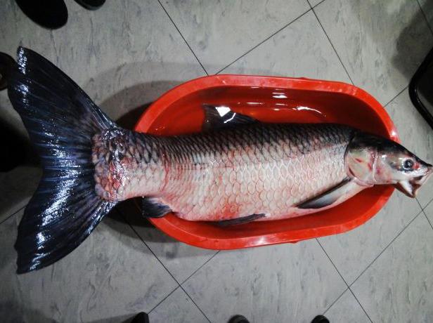 钓获罕见巨青往往是钓鱼人一辈子的荣耀和吹牛资本