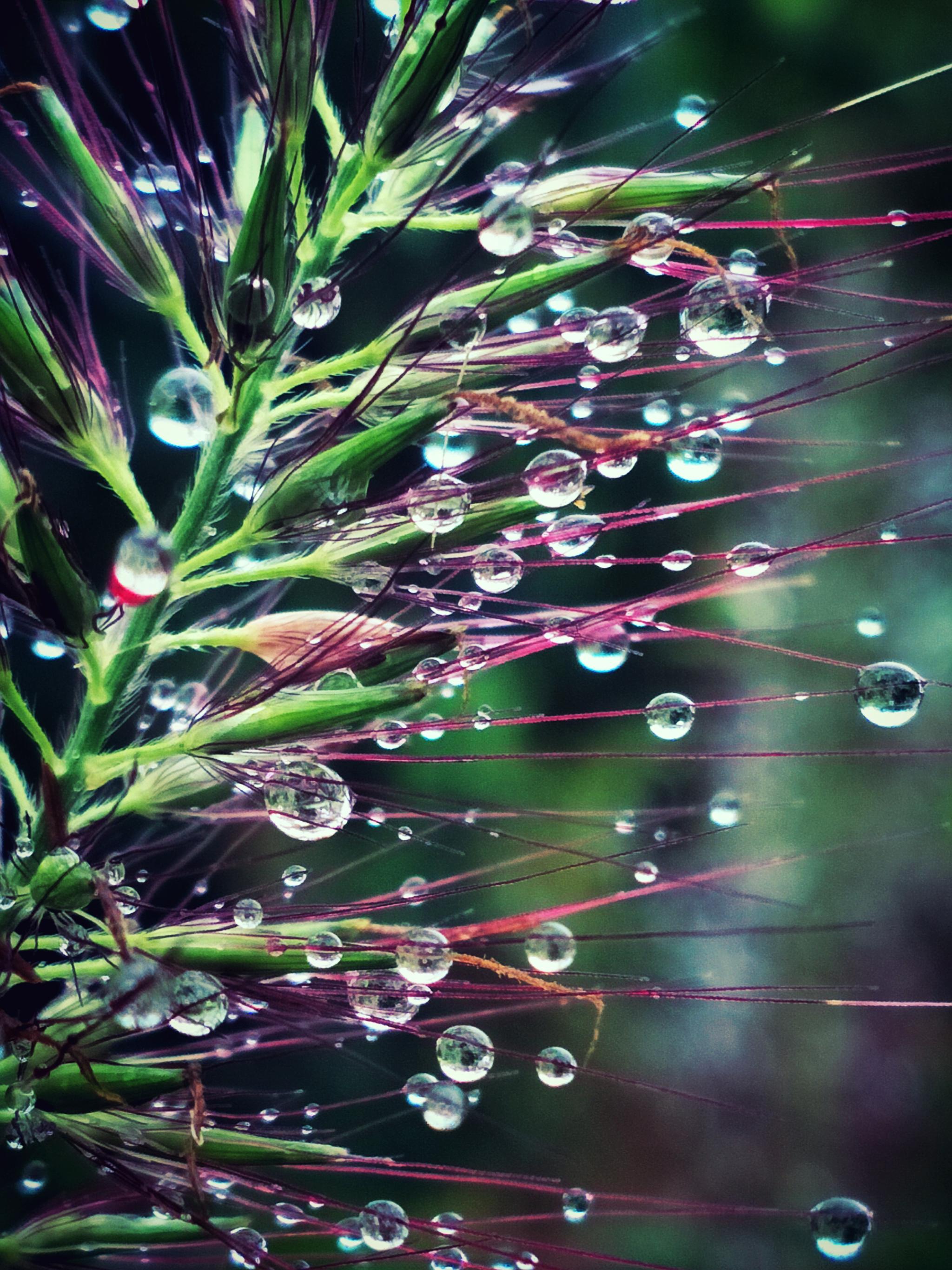 露水毛草上的水珠,静中有动