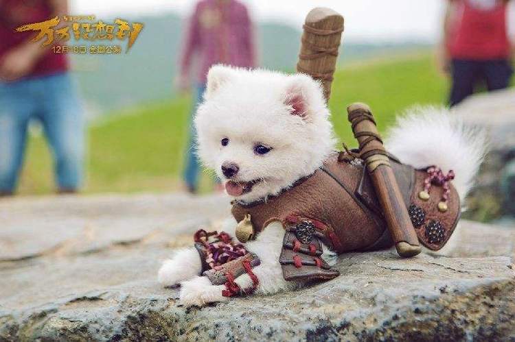 人不如狗系列再加一!10秒赚10万,虽然长得萌但我们赚钱凶!