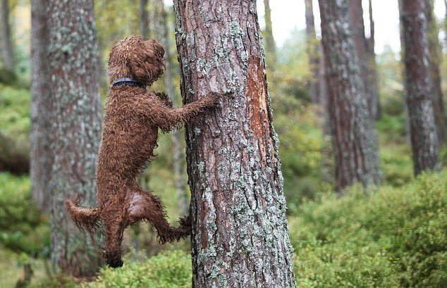 狗狗喜欢爬树,真的是不可思议,网友:有梦想的狗狗!